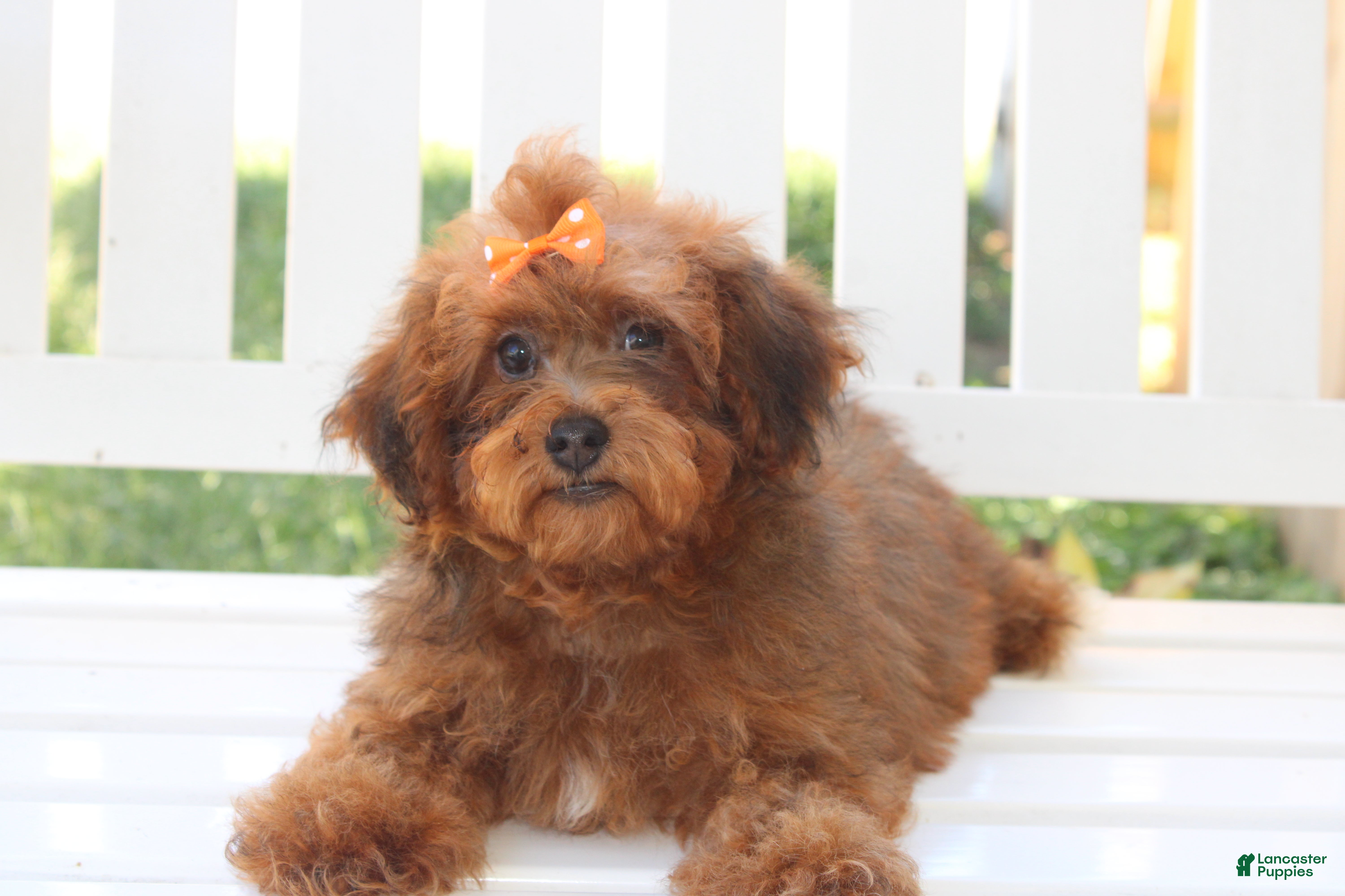 LuLu
