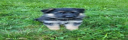 German Shepherd dogs for sale: Lizzy - Ad 4