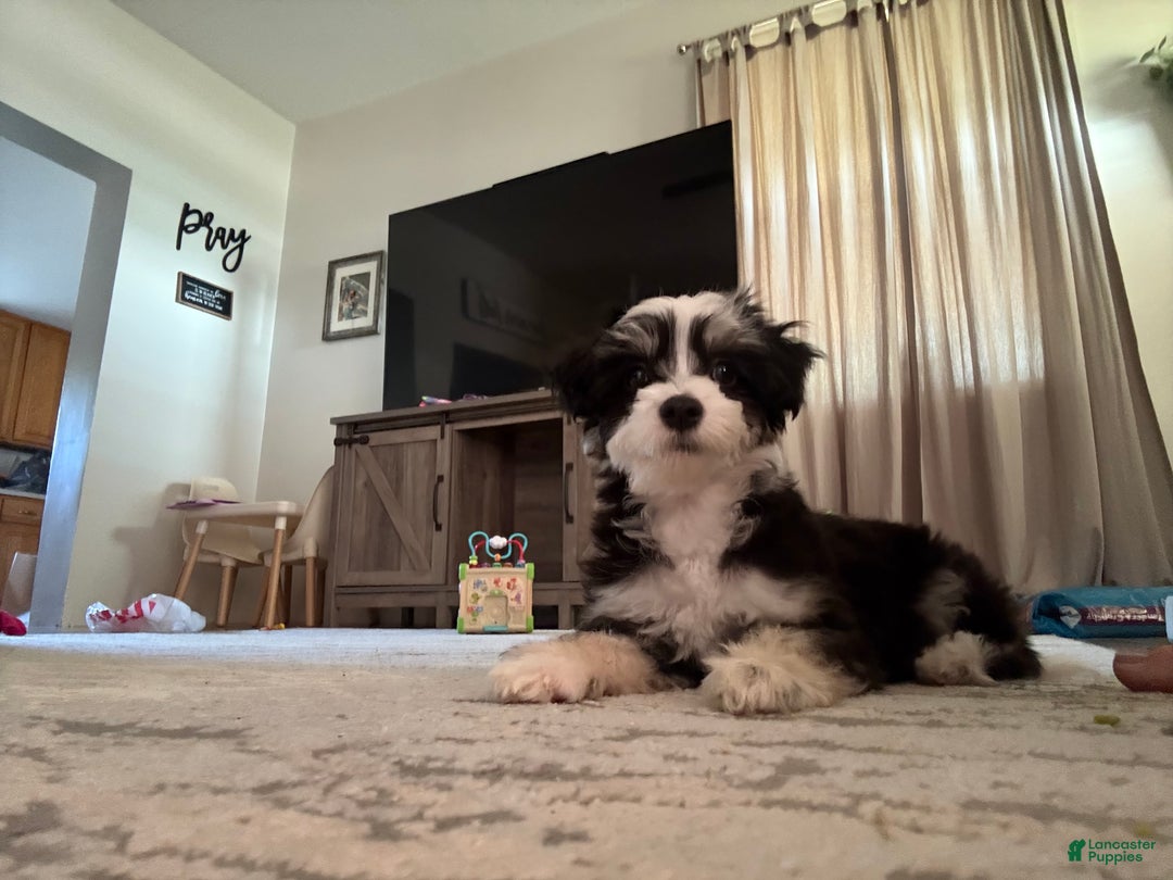 Chinese Crested dogs for sale: Jovie - Powderpuff Chinese Crested - Ad 3