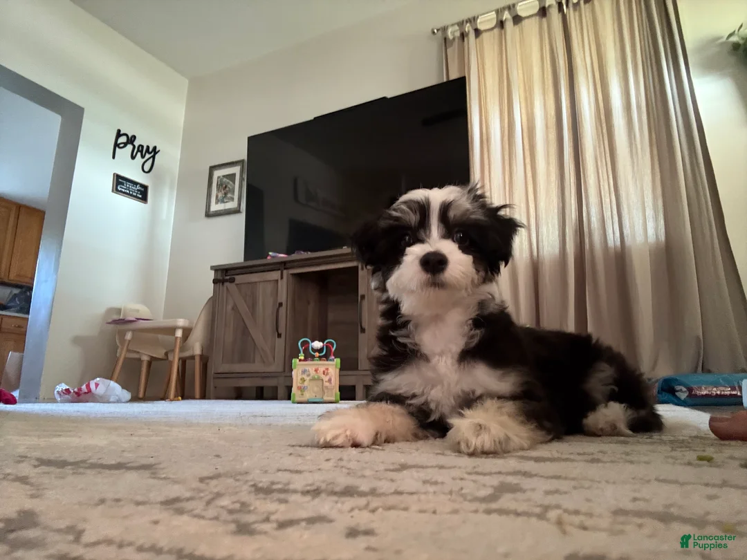 Chinese Crested dogs for sale: Jovie - Powderpuff Chinese Crested - Ad 3