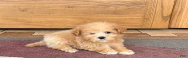 Maltipoo Female Puppy 4