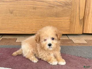 Maltipoo dogs Maltipoo Female Puppy 4 - Ad 22