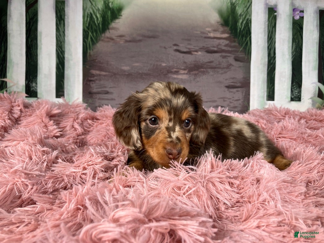 Miniature Dachshund dogs AKC-Becca - Ad 23