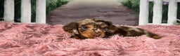 Miniature Dachshund dogs for sale: AKC-Becca - Ad 1