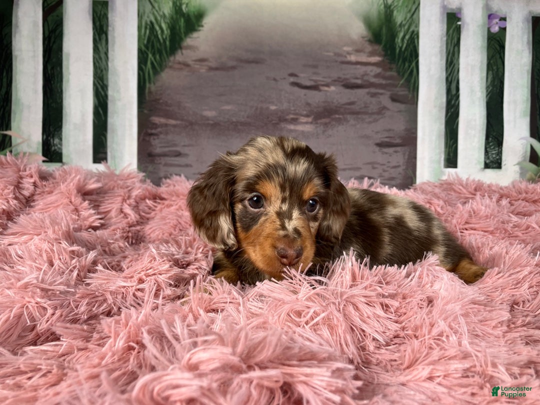 Miniature Dachshund dogs for sale: AKC-Becca - Ad 1