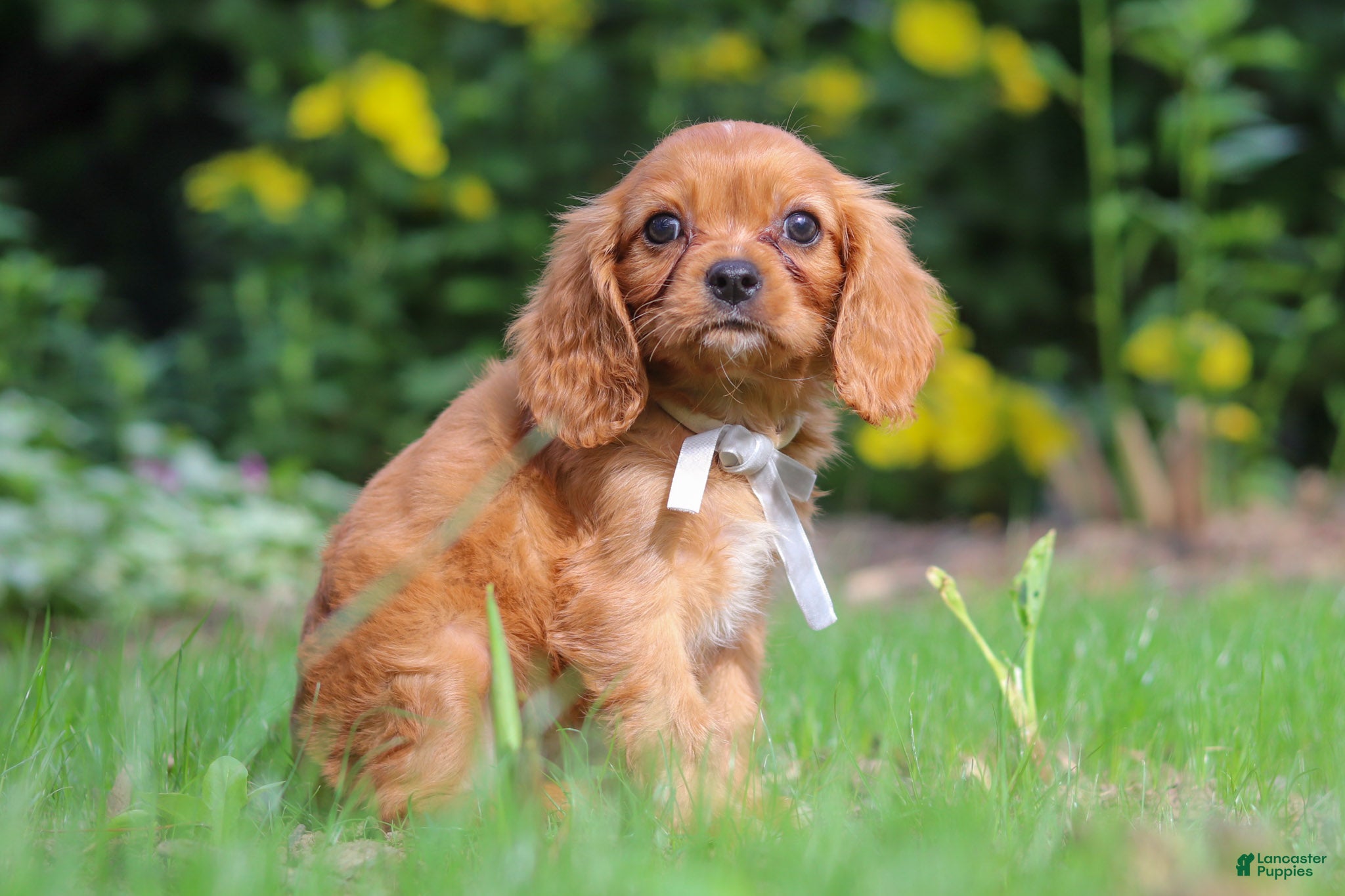 Cavalier King Charles Spaniel dogs Eclipse - Ad 2