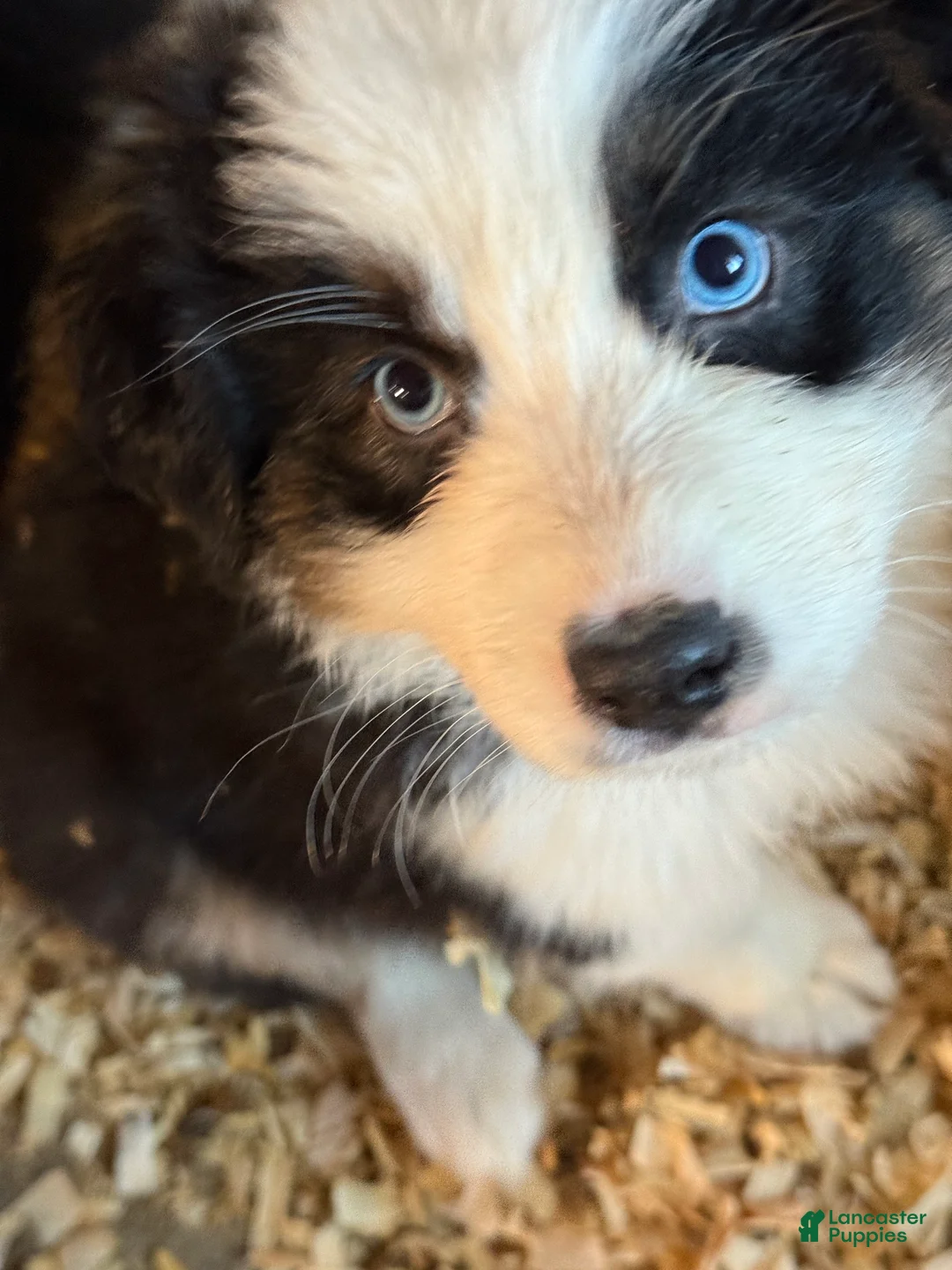 Australian Shepherd dogs for sale: Australian Shepherd Puppy 4 - Ad 3