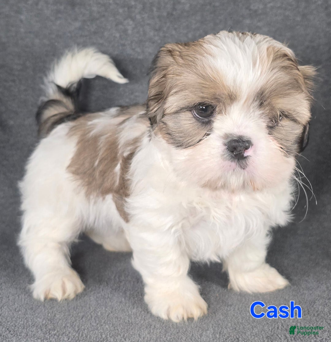 Shih Tzu dogs for sale: Cash - Ad 2