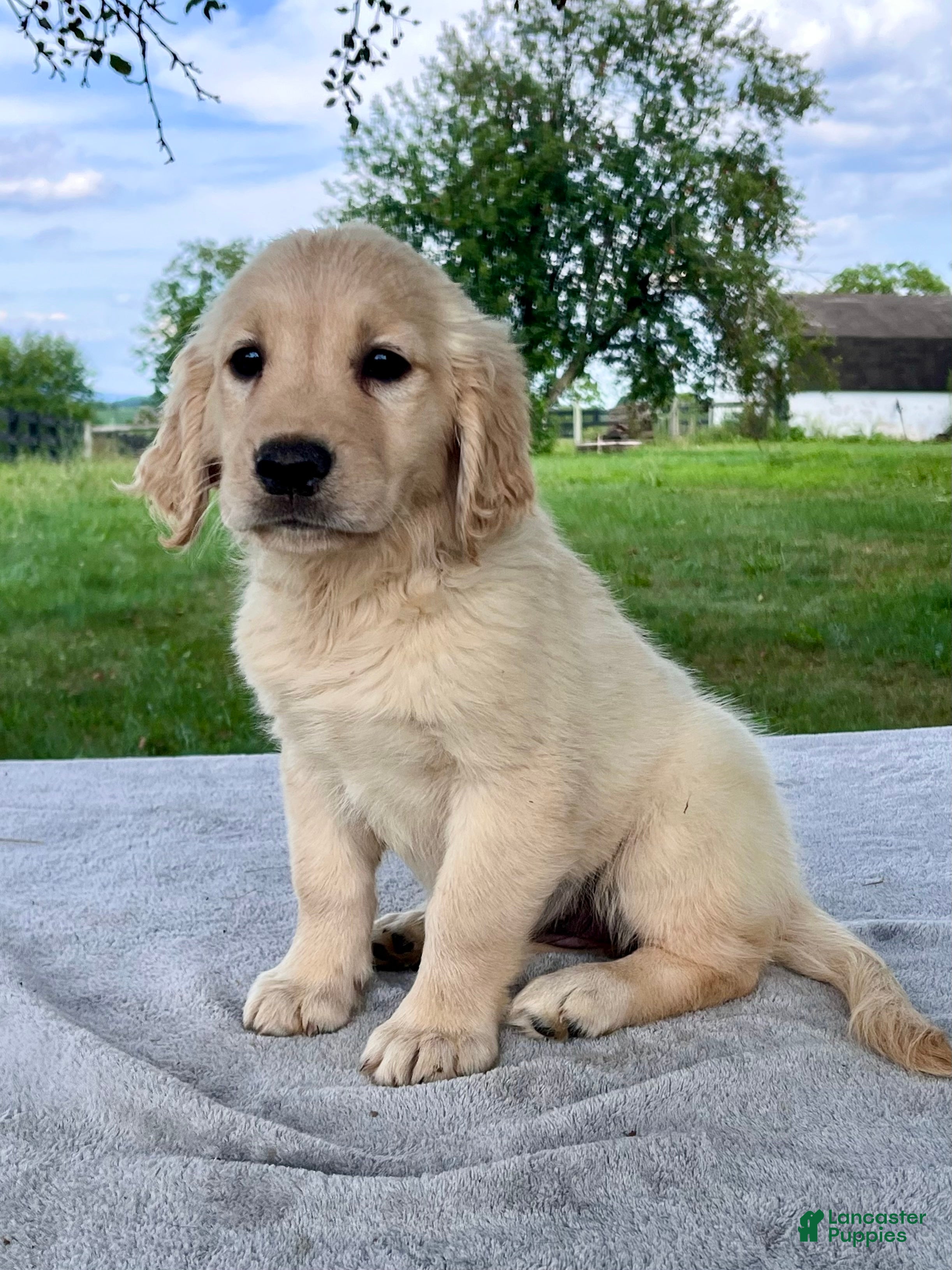 Golden Retriever dogs Gabby - Ad 1