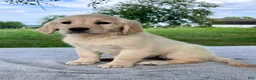 Golden Retriever dogs for sale: Gabby - Ad 1