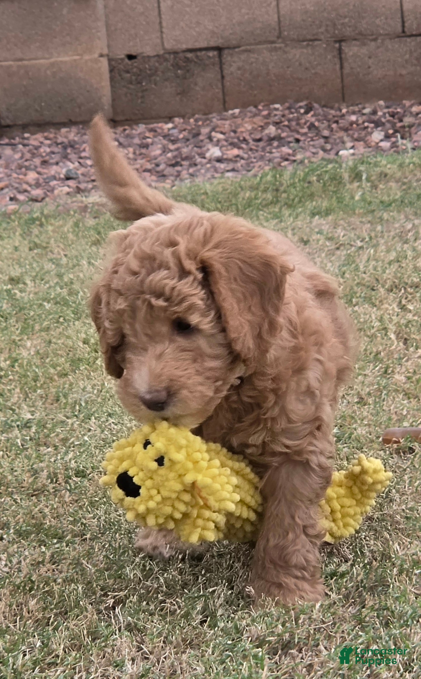 Mini Goldendoodle dogs for sale: Grace (27 - 33 lbs full grown) - Ad 1