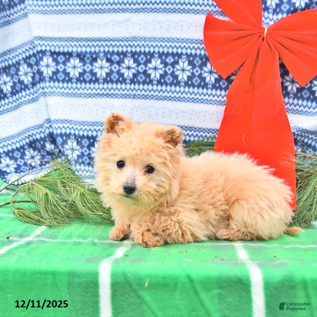 Pomapoo dogs for sale: Lil Taffy - Ad 3