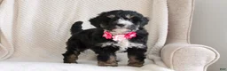 Mini Bernedoodle dogs for sale: Romeo - Ad 4