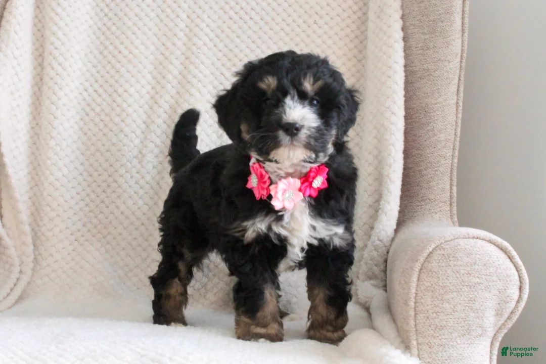 Mini Bernedoodle dogs for sale: Romeo - Ad 4