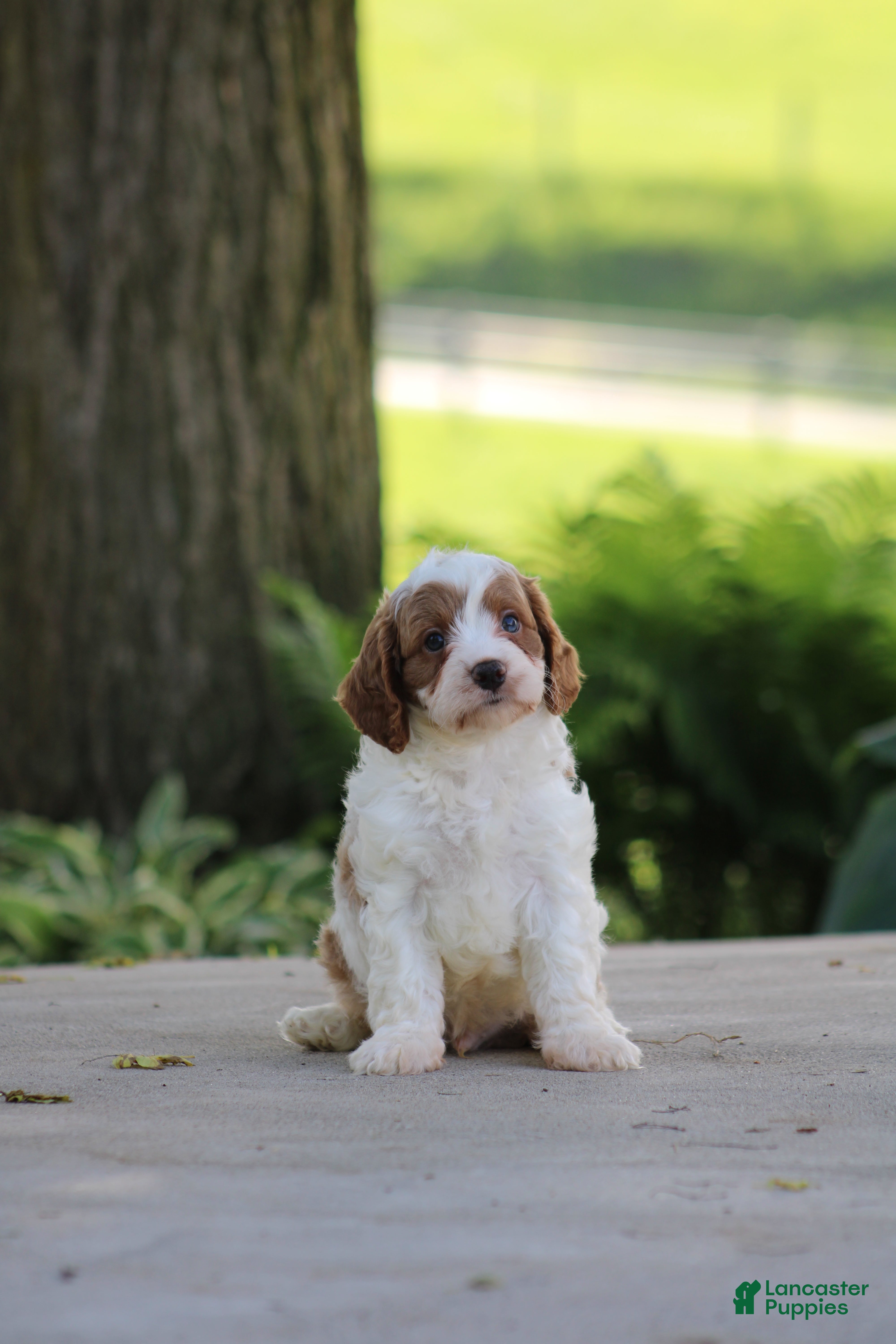 Cavapoo dogs Biscuit - Ad 1