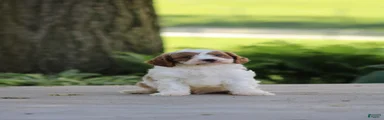 Biscuit