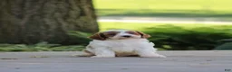 Cavapoo dogs for sale: Biscuit - Ad 1