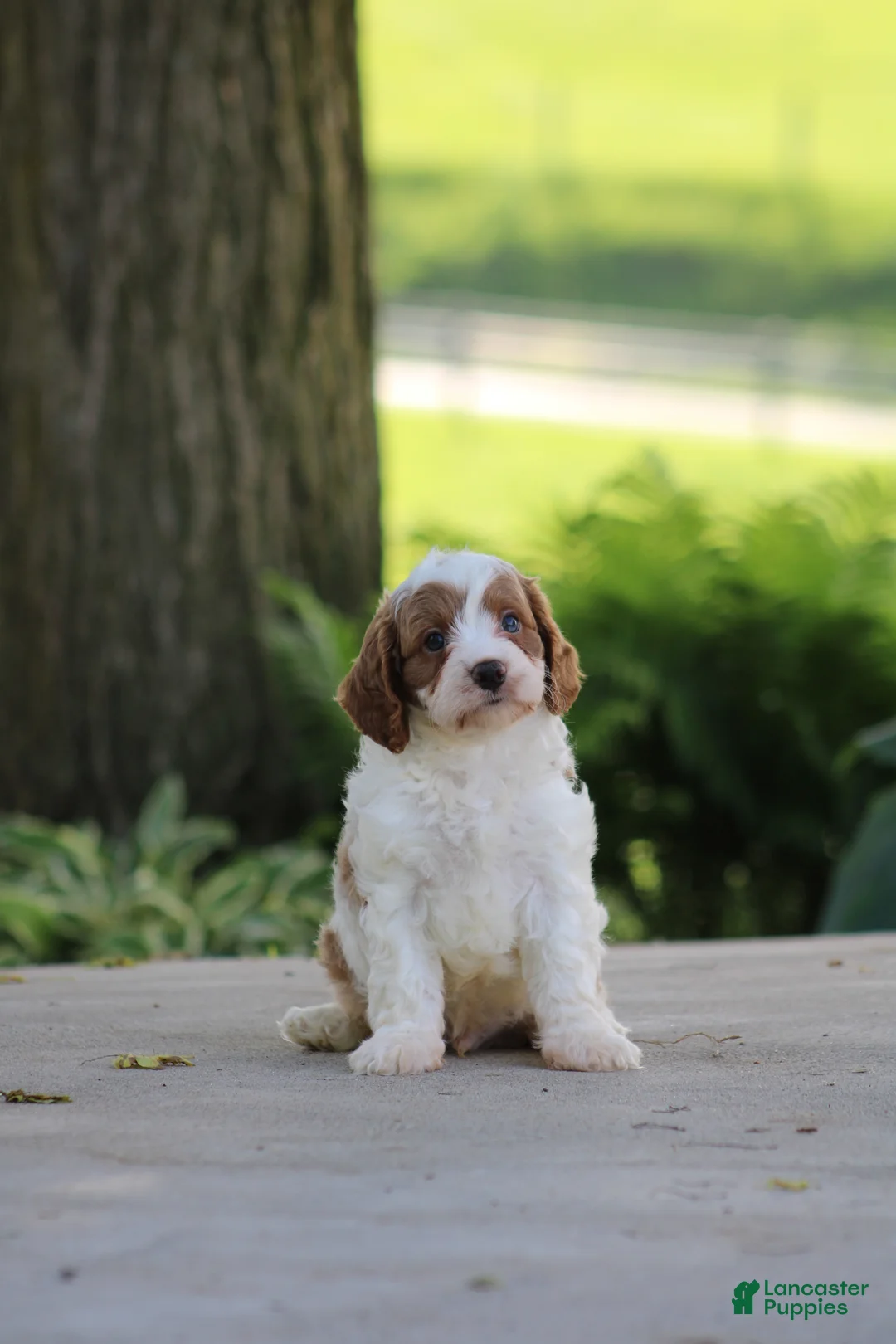 Cavapoo dogs for sale: Biscuit - Ad 1