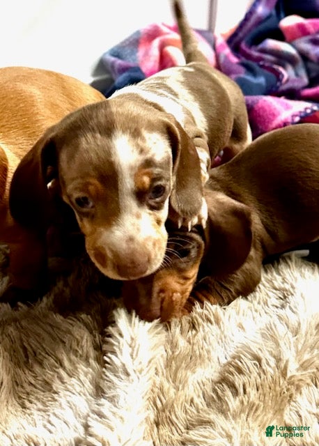 Miniature Dachshund dogs Toy Dachshund Male 2 - Ad 2