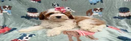 Cavapoo dogs for sale: Ember - Ad 9