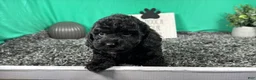 Miniature Poodle dogs for sale: Miniature Poodle 4 - Ad 2