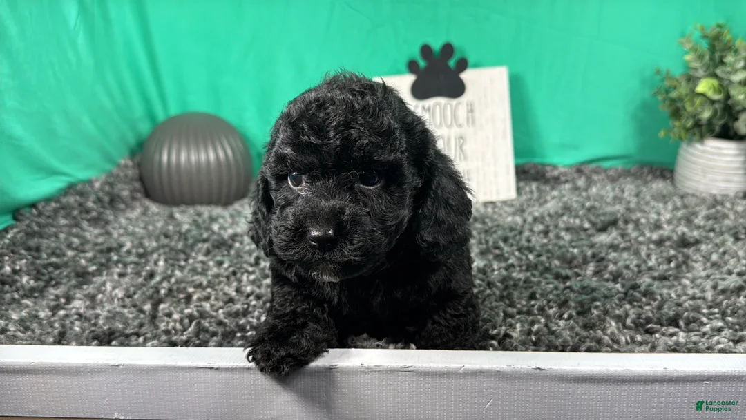 Miniature Poodle dogs for sale: Miniature Poodle 4 - Ad 2
