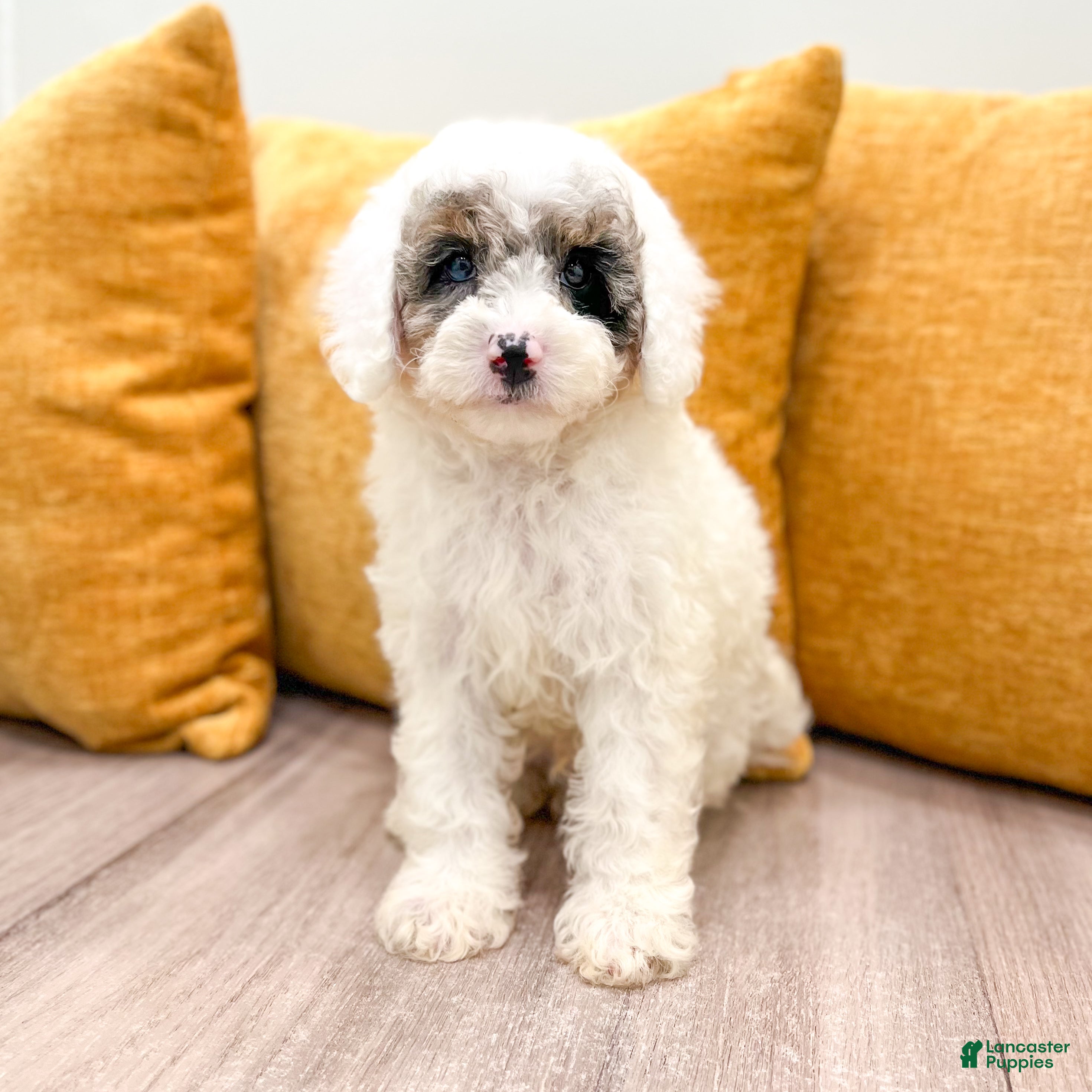 Miniature Poodle dogs Buddy - Ad 1