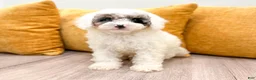 Miniature Poodle dogs for sale: Buddy - Ad 1