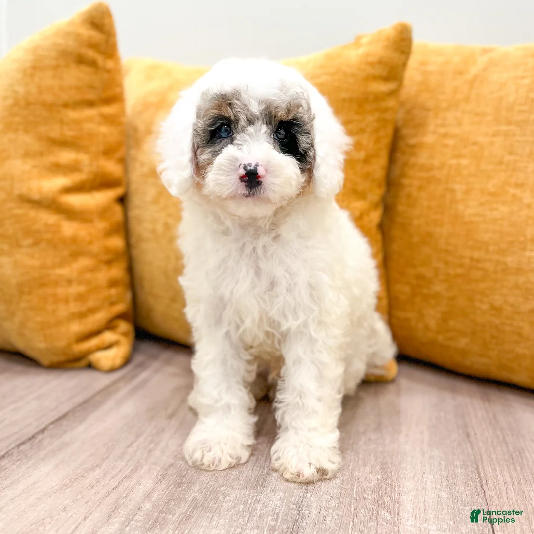 Miniature Poodle dogs for sale: Buddy - Ad 1