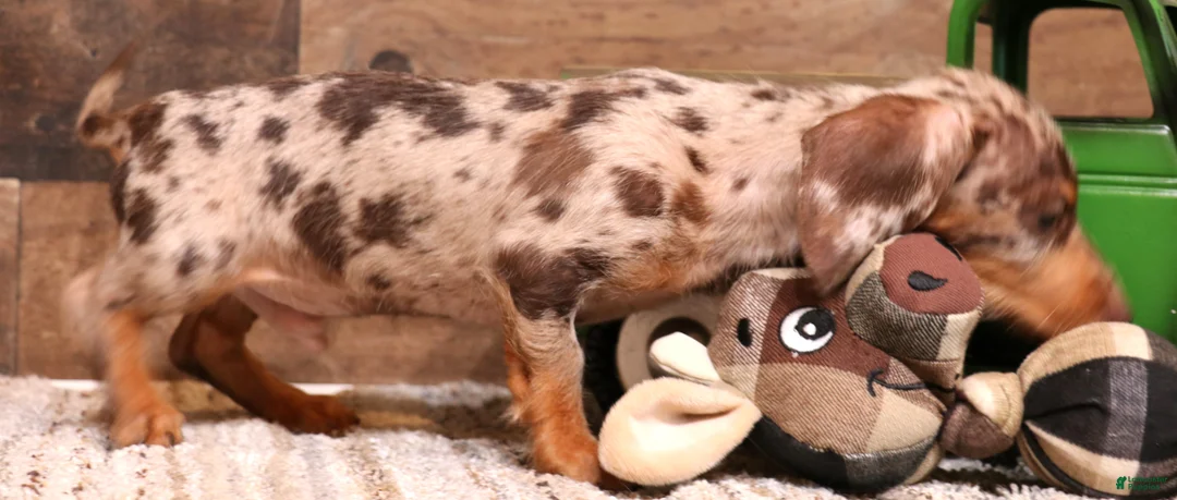 Miniature Dachshund dogs for sale: Winton chocolate/tan dapple wirehair - Ad 2