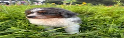 Bernedoodle dogs for sale: Otter - Ad 6