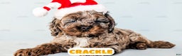 Cockapoo dogs for sale: Crackle - Ad 2
