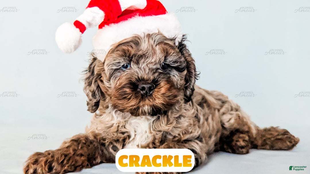 Cockapoo dogs for sale: Crackle - Ad 2