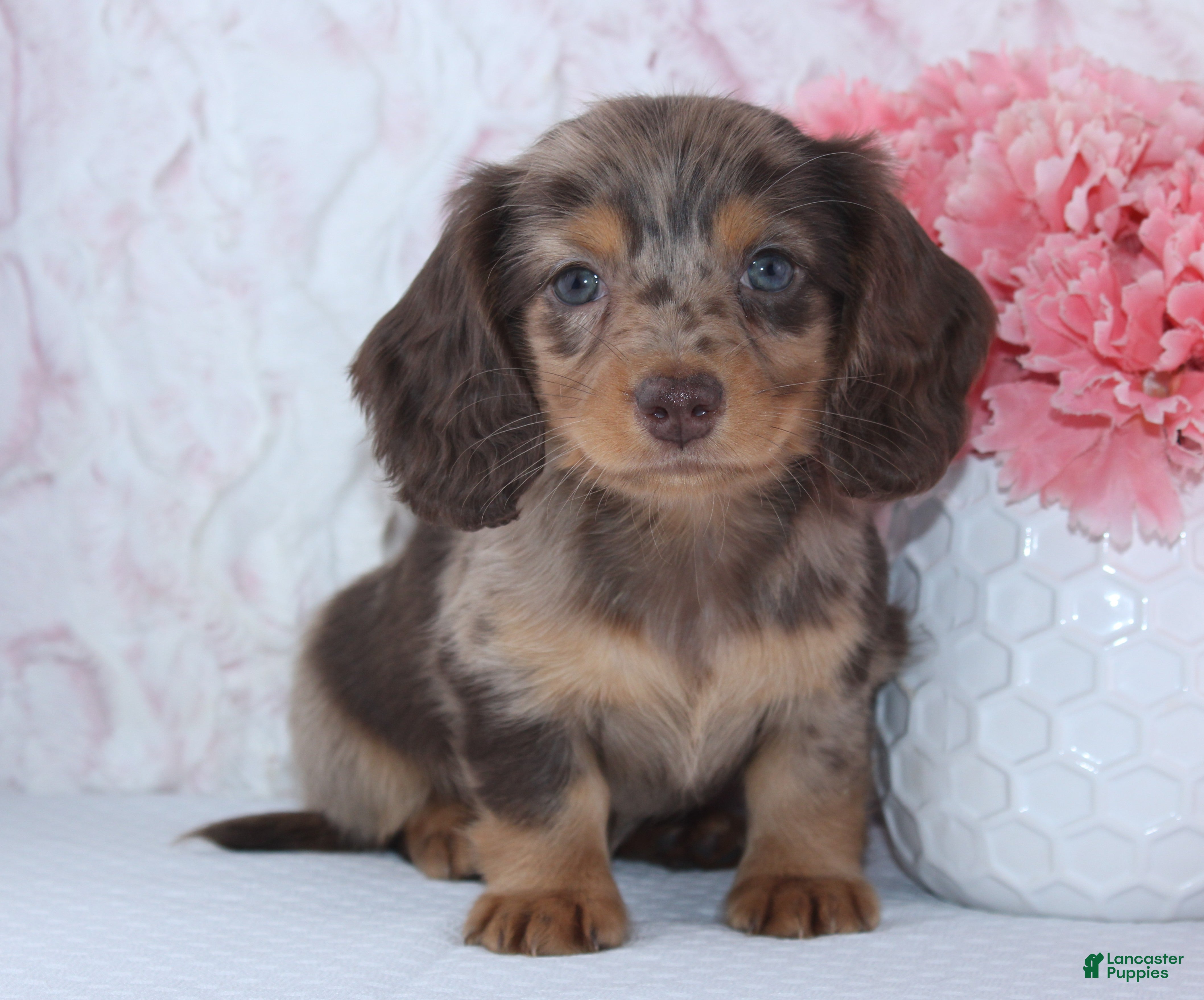 Miniature Dachshund dogs Denise - Ad 2