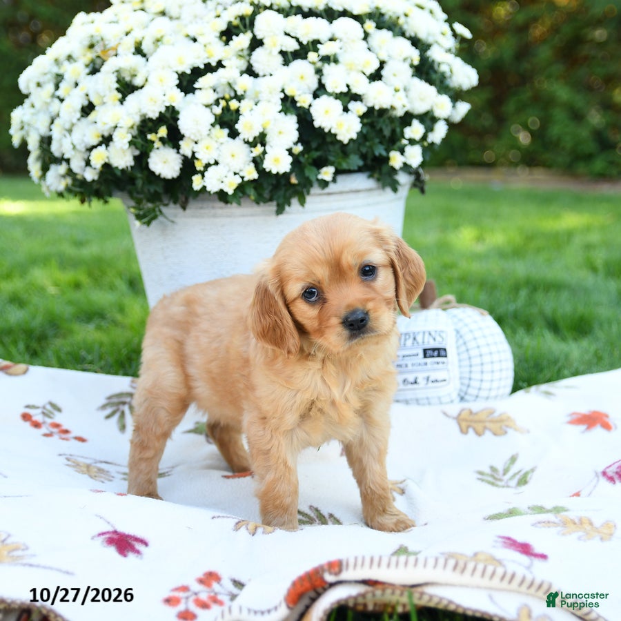 Golden Retriever dogs for sale: Lillie - Ad 4