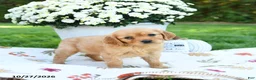 Golden Retriever dogs for sale: Lillie - Ad 1