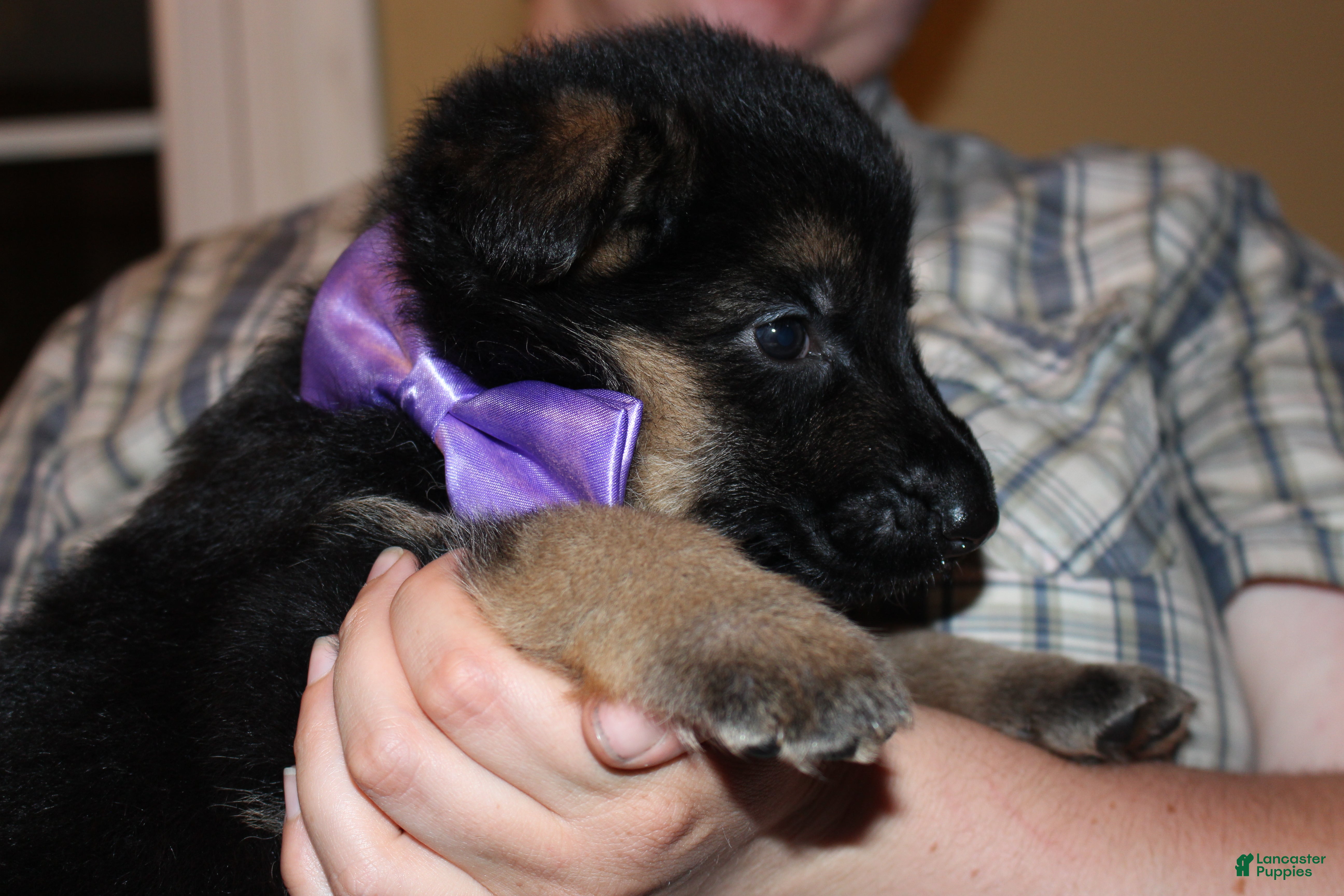German Shepherd dogs Chloe, lilac collar - Ad 1