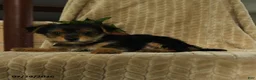Morkie dogs for sale: Nelson - Ad 3