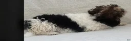 Mixed Breed dogs for sale: Teddy - Ad 7