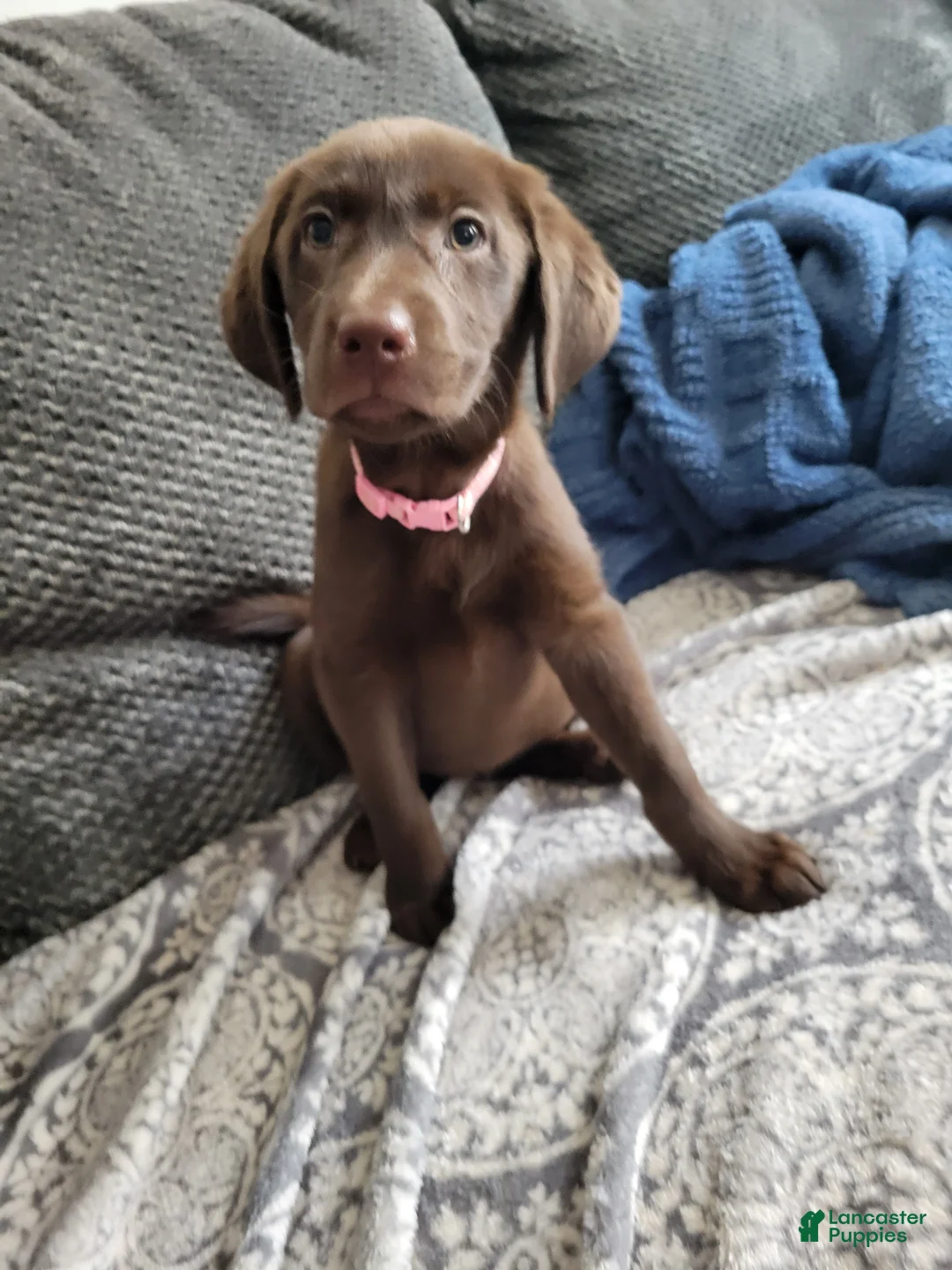 Labrador Retriever dogs for sale: Labrador Retriever Puppy 3 - Ad 2