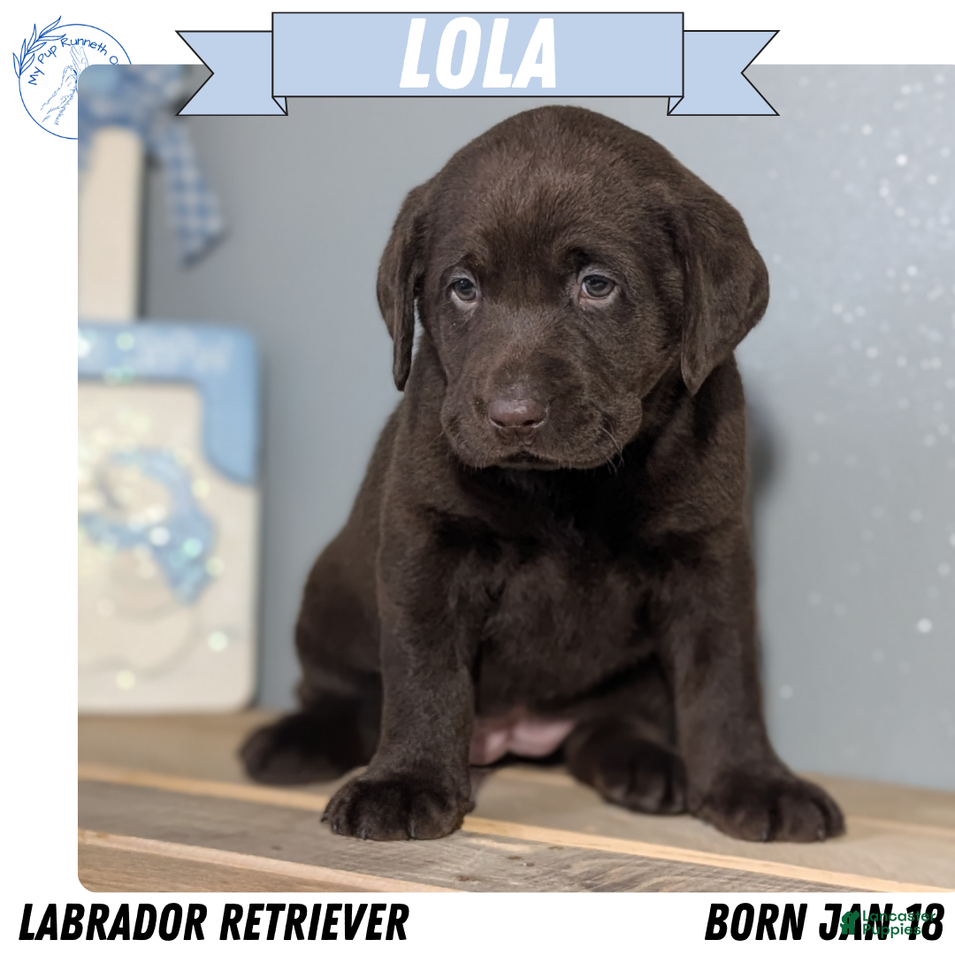 Labrador Retriever dogs Lola - Ad 1