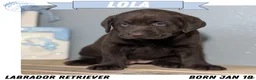 Labrador Retriever dogs for sale: Lola - Ad 1