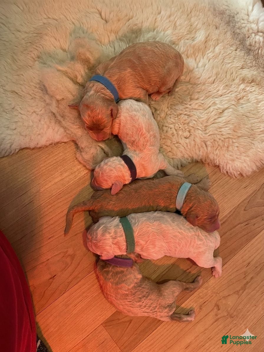 Standard Poodle dogs Anthony/Blue Collar Boy - Ad 4