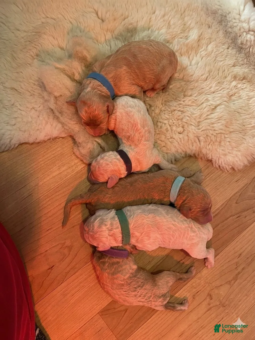 Standard Poodle dogs for sale: Anthony/Blue Collar Boy - Ad 1
