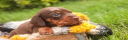 Miniature Dachshund dogs for sale: Cody Miniature Dachshund  - Ad 3