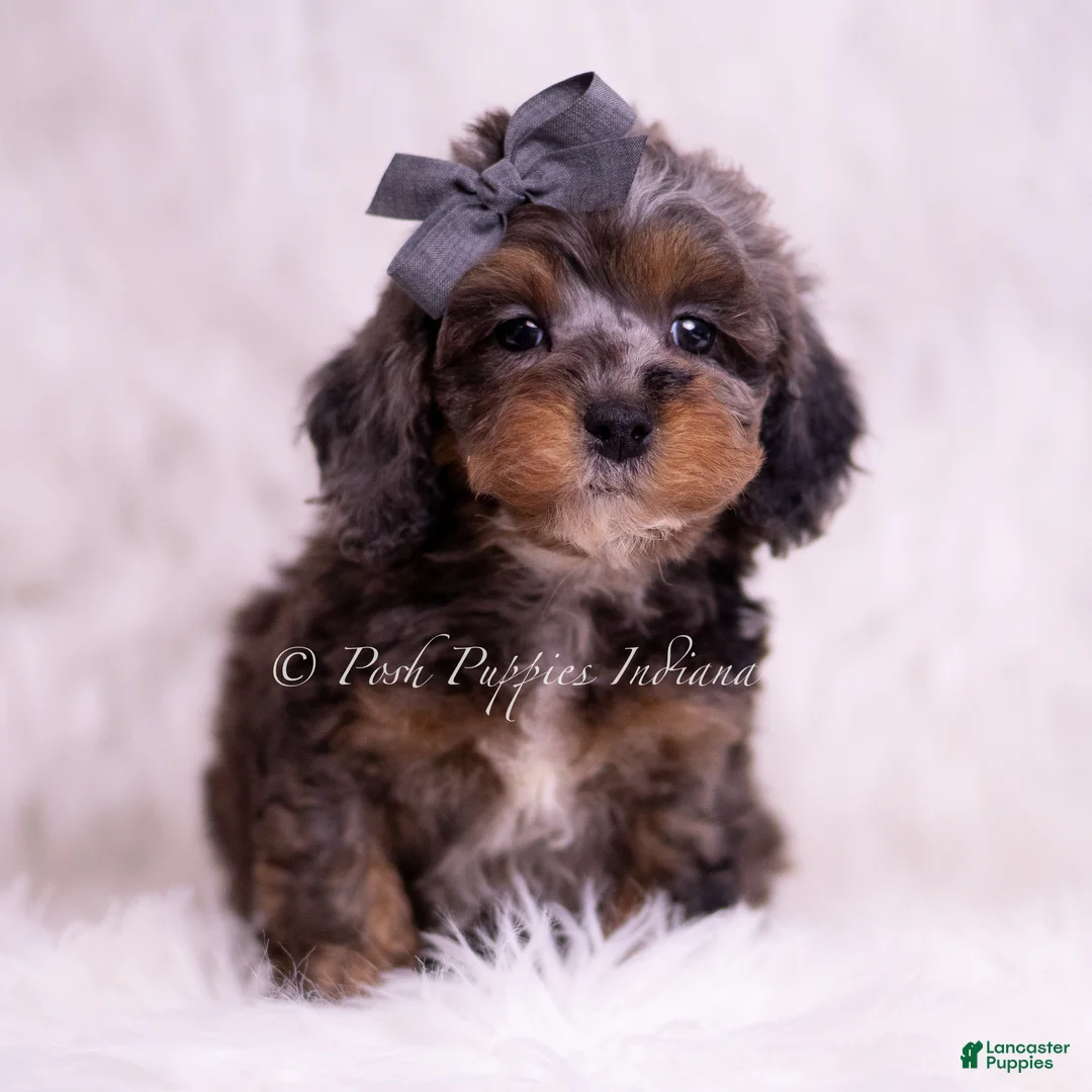 Toy Poodle dogs for sale: Toffee - Ad 5