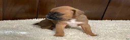 Boxer dogs for sale: Molly - Ad 23
