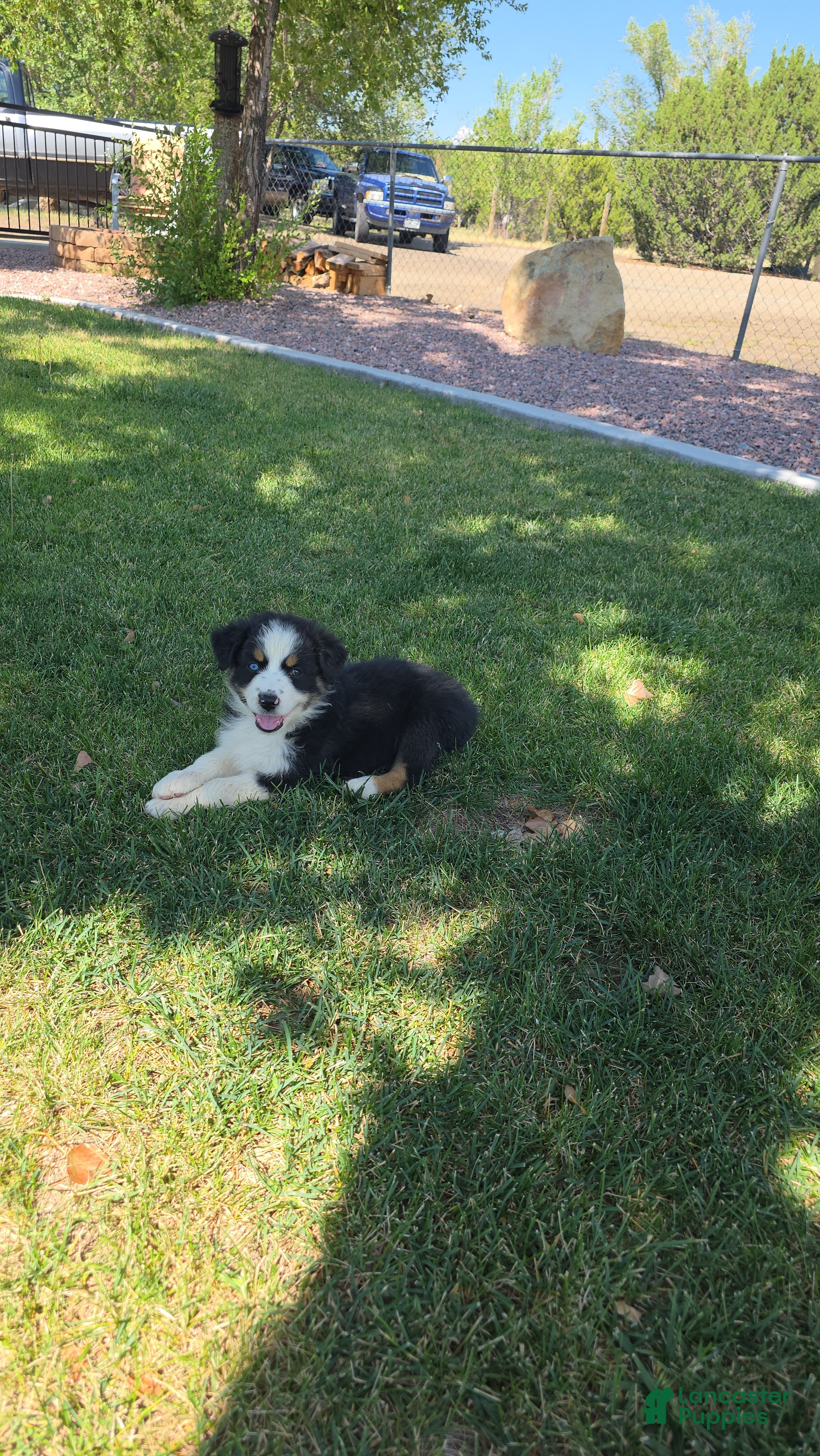 Australian Shepherd dogs Zoe Black Tri - Ad 2