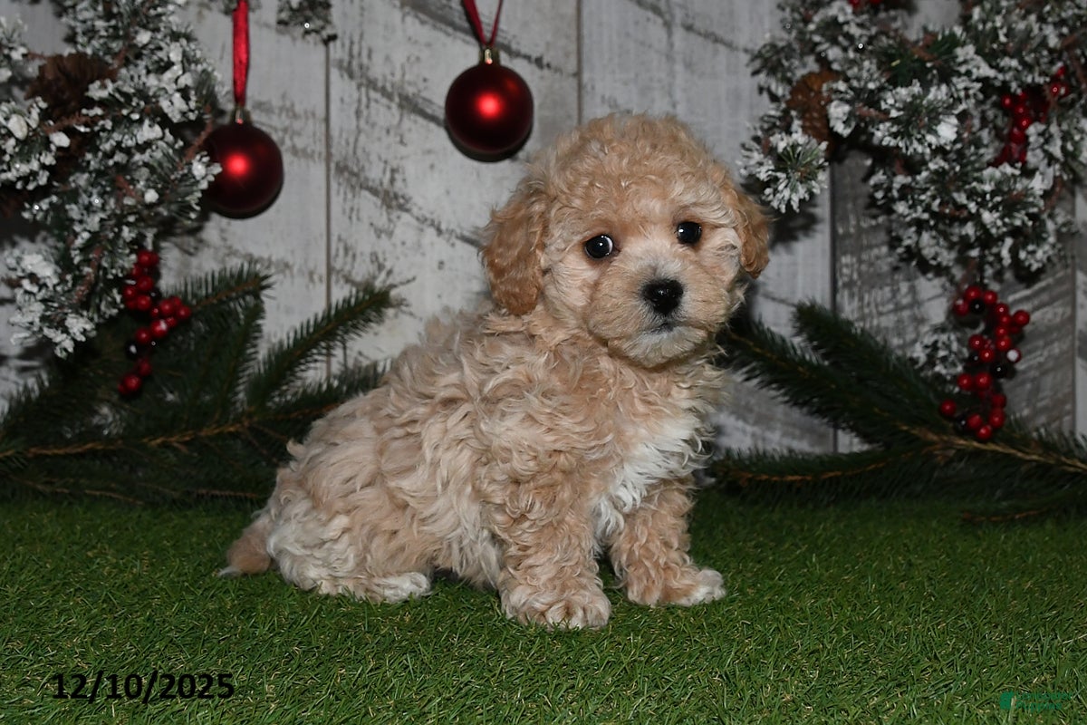 Maltipoo dogs Robbie - Ad 12