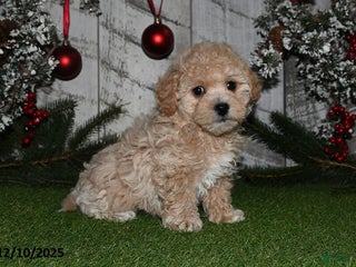 Maltipoo dogs Robbie - Ad 11